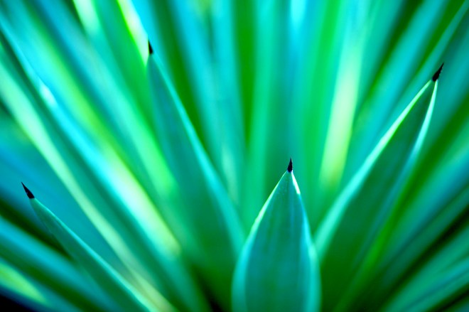 jim-rhoades desert plant leaves green black tips