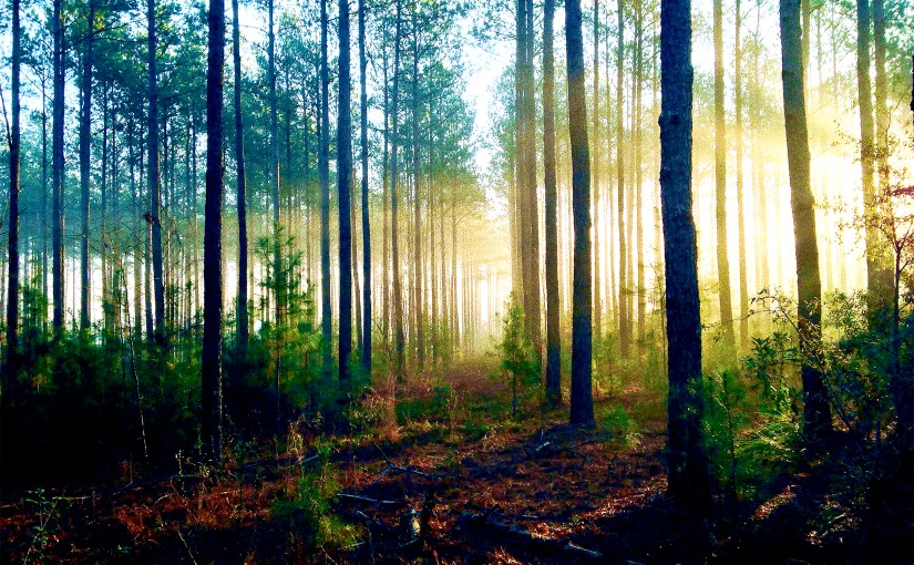 The Forest for the Trees: The Way to Be a Fiction&nbsp;Writer