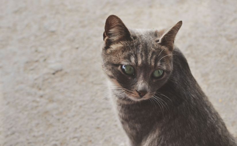 The Trouble with Cats and&nbsp;Schizophrenia